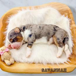 Savannah - Blue merle female Aussiedoodle puppy in Chattanooga, Tennessee from Remedy Ranch Aussiedoodles