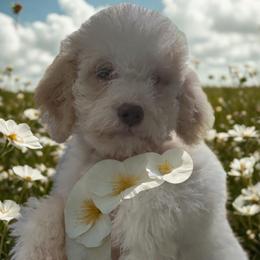 Pink Girl - Orange female Lagotto Romagnolo puppy in Chicago, Illinois from Midwest Lagotto Romagnolo