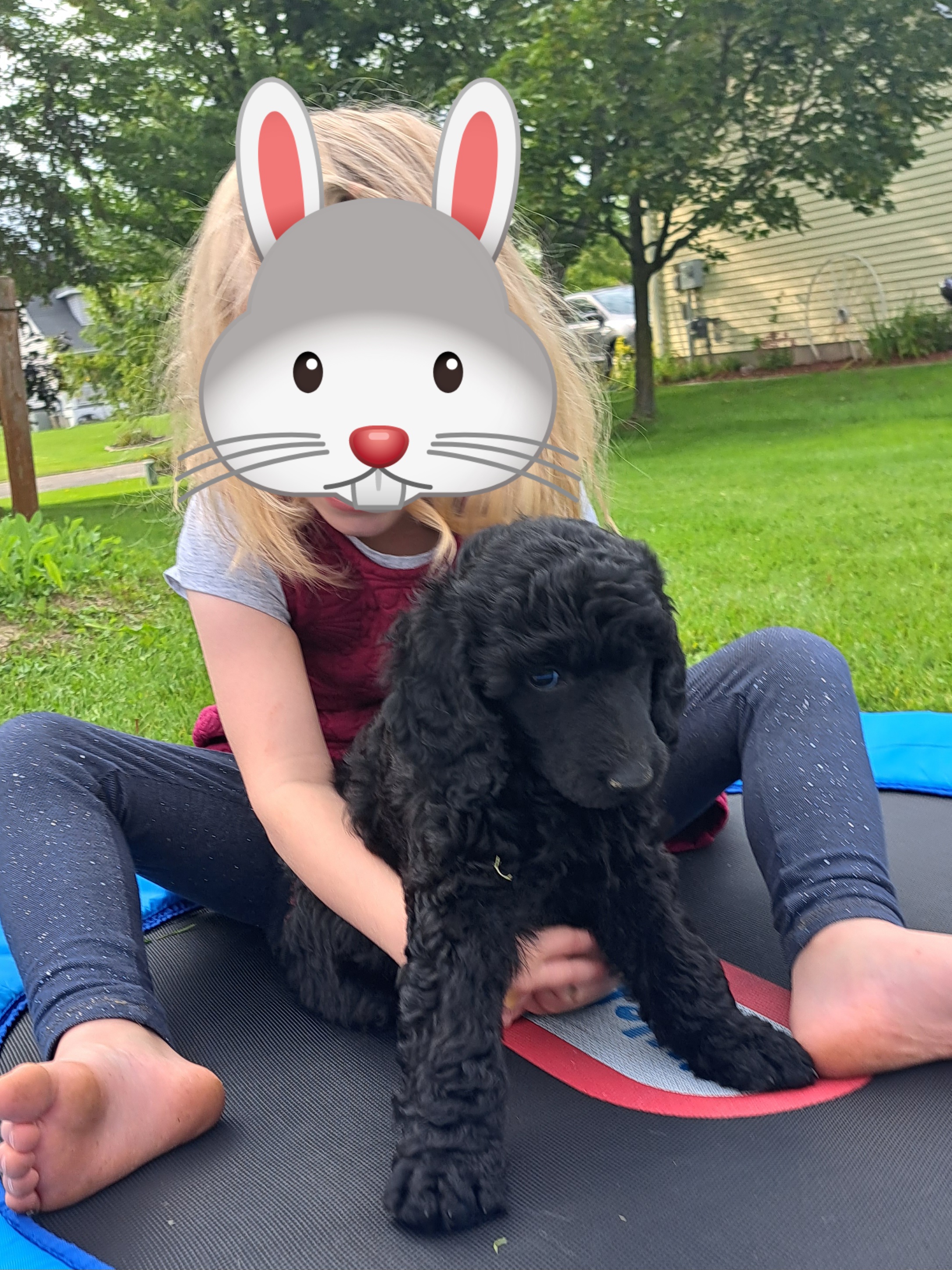 Poodle Puppies from Floyd B Poodle