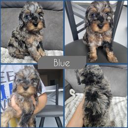 Blue - Merle male Cockapoo puppy in Zanesville, Ohio from Southtown Doodles LLC
