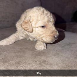 Coconut - Cream male Goldendoodle puppy in Richmond, Texas from Harper’s Heartbeats