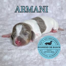 ARMANI - Fawn (isabella) and tan male Dachshund puppy in Columbia, Louisiana from Diamond 5R Ranch AKC & CKC Miniature Dachshunds