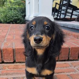 Black tan - Black and tan female Dachshund puppy in Ashford, Alabama from Circle City Dachshunds
