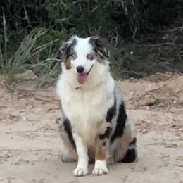 Lalee - Australian Shepherd