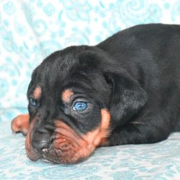 Tramp - Catahoula Leopard Dog puppy in Potsdam, New York from Spot On Catahoula Leopard Dogs