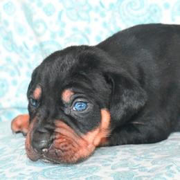 Tramp - Catahoula Leopard Dog puppy in Potsdam, New York from Spot On Catahoula Leopard Dogs