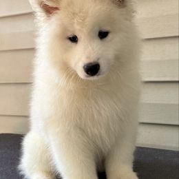 Orange boy - White male Samoyed puppy in Hellertown, Pennsylvania from O’blako Samoyeds