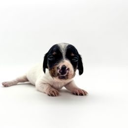 Scottie - Piebald male Dachshund puppy in Waddell, Arizona from Neu Doxies
