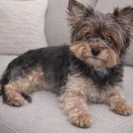 Sauvignon - Yorkshire Terrier