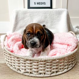 Blossom - Black white and brown Basset Hound puppy in Centerville, Utah from Lazy Acre Basset Hounds