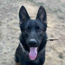 Argo - German Shepherd