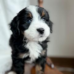 Hugs - male Australian Mountain Doodle puppy in Iowa from Burkhart Family Puppies