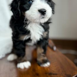Hugs - male Australian Mountain Doodle puppy in Iowa from Burkhart Family Puppies