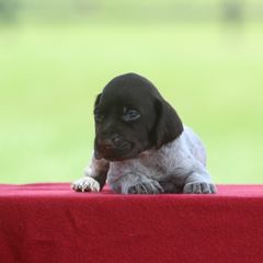 Girl 9 - Liver and white female German Wirehaired Pointer puppy in Reddick, Florida from Afterhours German Wirehaired Pointers and Basset Fauve de Bretagne