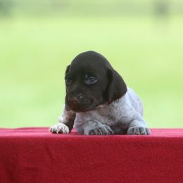 Girl 9 - Liver and white female German Wirehaired Pointer puppy in Reddick, Florida from Afterhours German Wirehaired Pointers and Basset Fauve de Bretagne