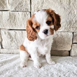 Maggie - Blenheim female Cavalier King Charles Spaniel puppy in Highland, Utah from Furever Cavaliers