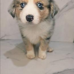 Rocky - Red merle male Toy Australian Shepherd puppy in Bethany, Oklahoma from Donna's Toy & Mini Aussies