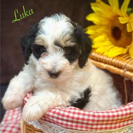 Luka - Tri-color male Bernedoodle puppy in Crockett, Texas from Kingdom Kennels