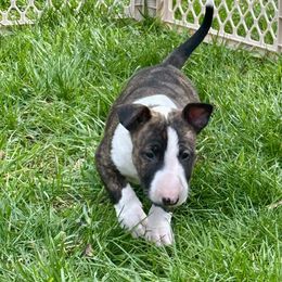 Bull Terrier Puppies from Lynn Hill Bull Terriers