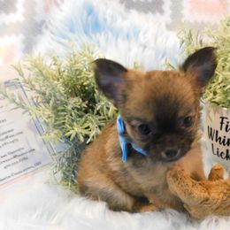 Chihuahua Puppies from Fine Whines & Lickers