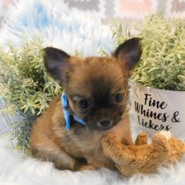 Chihuahua Puppies from Fine Whines & Lickers