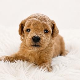 Biscuit - Apricot male Maltipoo puppy in St. George, Utah from Winchester Hills Poodles and Doodles