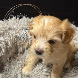 Oakley - Apricot female Maltipoo puppy in Weatherford, Texas from Aprishew Maltipoo