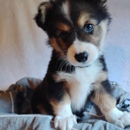 Blue collar - Black and tan male Pembroke Welsh Corgi puppy in Yelm, Washington from Tolbolton Creek Corgis