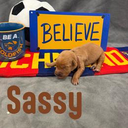Sassy - Golden female Golden Retriever puppy in Salt Lake City, Utah from Soaring golden retrievers
