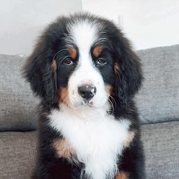 Bernedoodles and Bernese Mountain Dogs from Back Acre Bernese & Bernedoodles