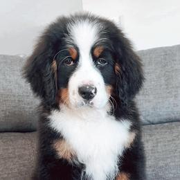 Bernedoodles and Bernese Mountain Dogs from Back Acre Bernese & Bernedoodles