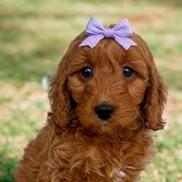 Lexi - Red  female Goldendoodle puppy in Ormond Beach, Florida from Florida Coast Doodles