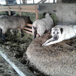 Anatolian Shepherd Dog and Kangal All Grown Up from Hidden Meadow Ranch