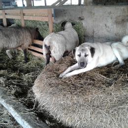 Anatolian Shepherd Dog and Kangal All Grown Up from Hidden Meadow Ranch