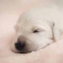 Mr Apple Green - Light golden male Golden Retriever puppy in Hayward, California from East Bay Golden Retrievers