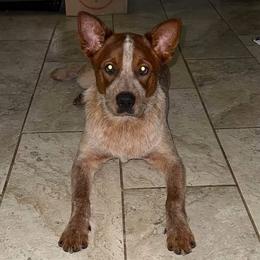 Australian Cattle Dogs and German Shorthaired Pointers from Red Clay Kennels