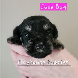 June Bug - Black and silver female Miniature Schnauzer puppy in Lebanon, Missouri from Playhouse Puppies