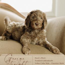 George Straight - Merle male Goldendoodle puppy in Hiddenite, North Carolina from Rose and Reid Doodles