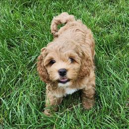 My Melody - Golden female Cockapoo puppy in Conklin, Michigan from Lake Michigan Couture Cavapoos & Cockapoos