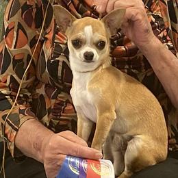 Chihuahuas from Barbara JAN Lukenbill