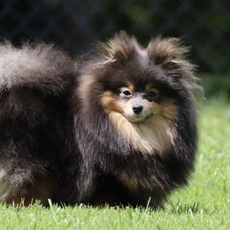 Sapphire - Pomeranian
