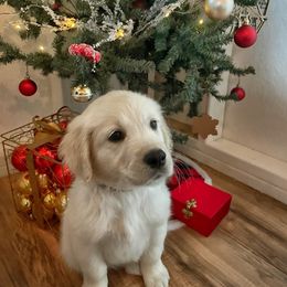 Golden Retriever Puppies from Freedom Retrievers