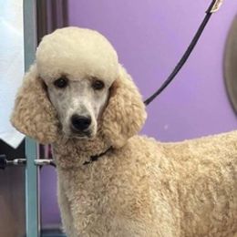 Goldendoodles and Poodles from Southern Divine Kennels