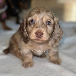 Dachshund Puppies from Rockin' M’s LilBitty Dachshunds (LBD)