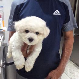Puppy Black - White male Bichon Frise puppy in Cape Coral, Florida from Arralaine Pups