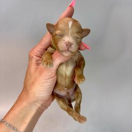 Buzz - Red  male Goldendoodle puppy in Hot Springs, Arkansas from Hot Springs Kennels
