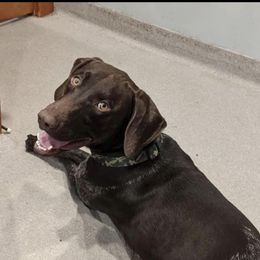 Cole - German Shorthaired Pointer puppy from Tiner GSP’s LLC