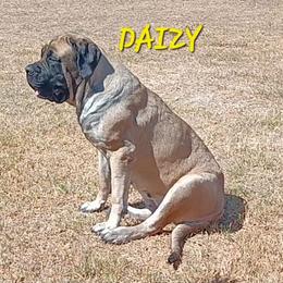 Daizy - Mastiff