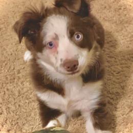 Bridget - Toy Australian Shepherd