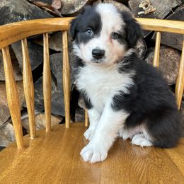 Spice - Black tri-color male Australian Shepherd puppy in Hillsboro, Oregon from Delaney's Australian Shepherds